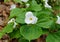 The white Showy Trillium flower at full bloom, a native plant of the East Coast of America