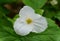 The white Showy Trillium flower at full bloom in the Spring