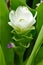 White Siam Tulip.