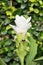 White Siam Tulip Flower