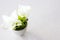 White Siam Tulip flower in ceramic vase on white table background with copy space for text