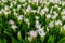 White Siam tulip flower or Curcuma alismatifolia