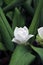White Siam Tulip on the Nursery plants. Curcuma alismatifolia or summer tulip is a tropical plant native to Laos.