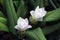 White Siam Tulip on the Nursery plants. Curcuma alismatifolia or summer tulip is a tropical plant native to Laos.