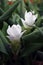 White Siam Tulip on the Nursery plants. Curcuma alismatifolia or summer tulip is a tropical plant native to Laos.