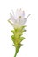 White Siam Tulip (Patumma) flower isolated on white