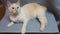 White siamese American bobtail cat