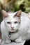 White siamese cat sitting on bench in garden.