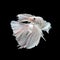 White siamese fighting fish