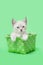 White Siamese Kitten in a green basket, green background
