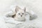 White Siamese tabby kitten laying inside of a white blanket