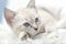 White Siamese tabby kitten laying inside of a white blanket