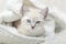 White Siamese tabby kitten laying inside of a white blanket