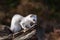 White Siberian Ermine During The Color Change To Winter Sitting On A Fallen Tree. Rare Animal Of Altai Mountains From The Internat