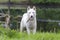 White Siberian Husky dog