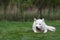 White siberian husky eating bone