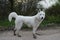 White siberian husky with muddy socks