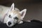 White siberian husky puppy laying, human knees