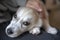 White siberian husky puppy laying, human knees