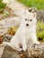 White Siberian Husky puppy outdoor
