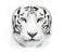 White siberian tiger face closeup