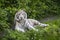 White siberian tiger lays in the grass.