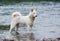 White sibirian huskies in the river