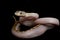 White-sided Texas Rat Snake