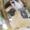 White Sifaka on a tree looking down