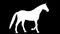 White silhouette of a walking horse. Alpha channel. 4K.