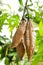 White Silk Cotton Tree