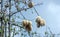 White silk cotton tree Ceiba pentandra, Kapuk Randu Javanese, the perennial fruit can be used to make mattresses and pillows