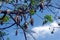 White silk cotton tree Ceiba pentandra, Kapuk Randu Javanese, the perennial fruit can be used to make mattresses and pillows