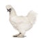 White Silkie, 6 months old, standing