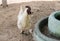 White silkie bantam rooster in farm