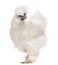 White Silkie chicken, 6 months old, standing