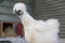 White silkie chicken