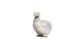 White silkie chicken on white background