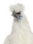 White Silkie Hen isolated on white