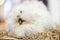 White silkie hen on a straw, Fluffy splash silkie