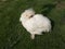 White silkie with poultry disease or Bird flu sick chicken