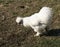 The white Silkie or Silky chicken in the farm