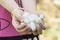 White silkworm cocoons shell on young girl hands- source of silk thread and silk fabric