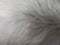 White silky white long fur texture of animal. white fur, soft and cottony bottom. Close up. Full frame of white seamless cotton,