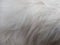 White silky white long fur texture of animal. white fur, soft and cottony bottom. Close up. Full frame of white seamless cotton,