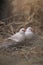 White and Silver saprrow finches bird perching on branch