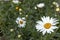 White simple marguerite on blurred bokeh green background