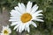 White simple marguerite on blurred bokeh green background