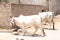 White Sindhi breed cows in village street
