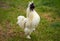 white singing rooster
